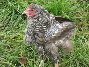 moulting hen